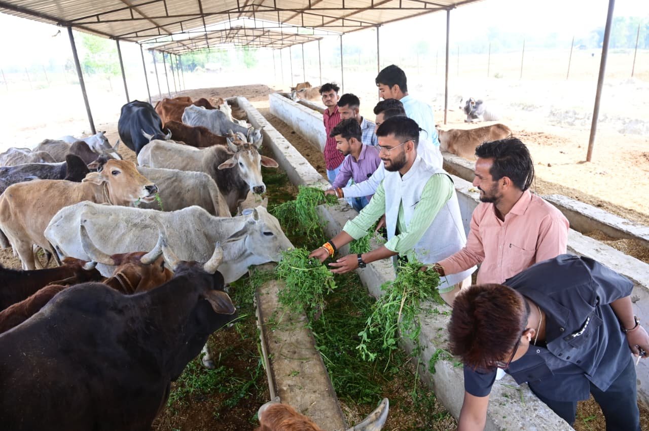 Cow Care